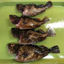 良型ガシラ入れ食い