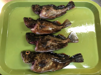 良型ガシラ入れ食い