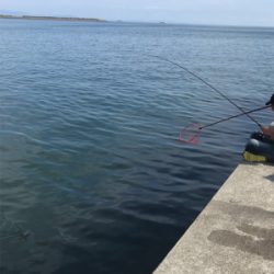 わいわいエギング