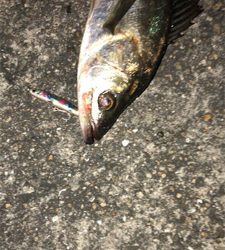 まだまだバチシーバス