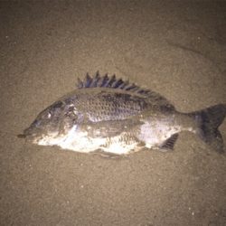 フラットフィッシュのナイトゲーム