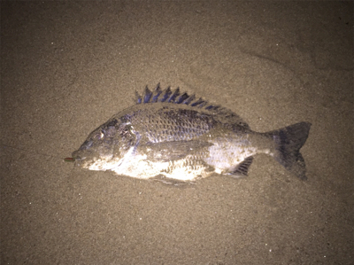 フラットフィッシュのナイトゲーム