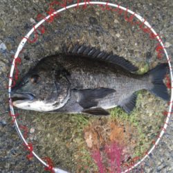 夕マヅメにテトラへ