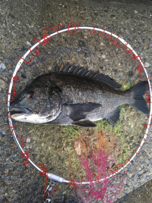 夕マヅメにテトラへ