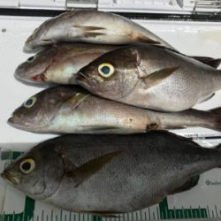 鵜来島 沖磯フカセ