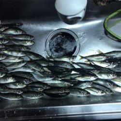 アクションなしのフリーフォールで