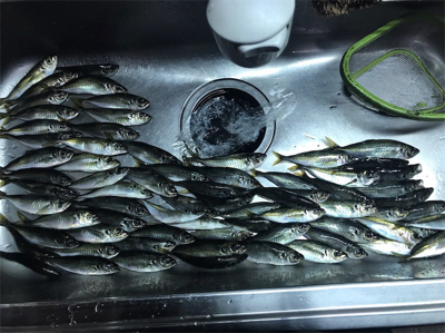 アクションなしのフリーフォールで