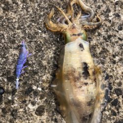 春イカエギング