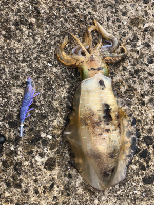 春イカエギング