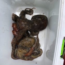 オクトパッシング