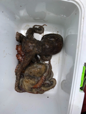 オクトパッシング