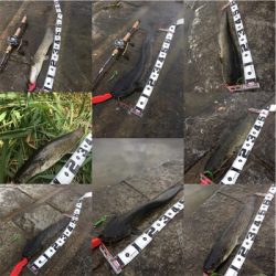 朝一地震前に爆釣