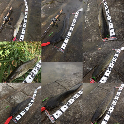 朝一地震前に爆釣