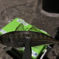 24時間アジング