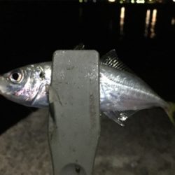 ナイトアジング