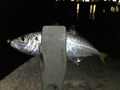 ナイトアジング