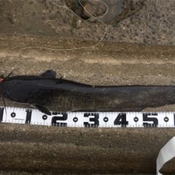 デイナマズゲーム