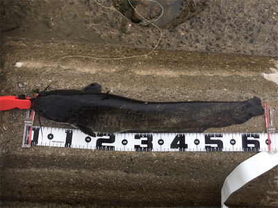 デイナマズゲーム