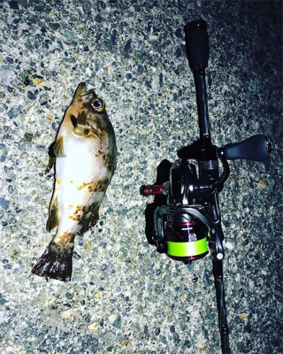 エギングのつもりが…。