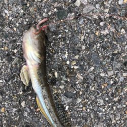 サビキ釣りで大漁