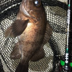 ライトゲームのちイカ