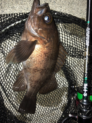 ライトゲームのちイカ