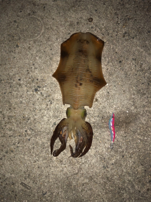 アオリイカ キロアップ