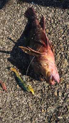 根掛かりからのガシラ