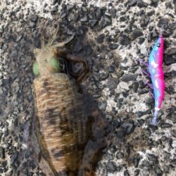 春イカエギング