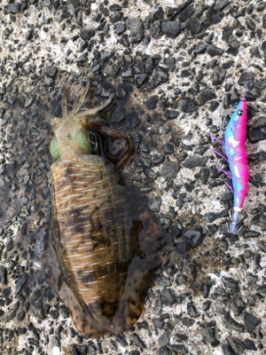 春イカエギング