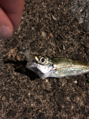 小雨の中アジング