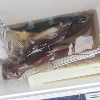 横須賀沖でスルメイカ