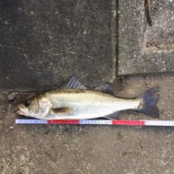 今日は高活性！