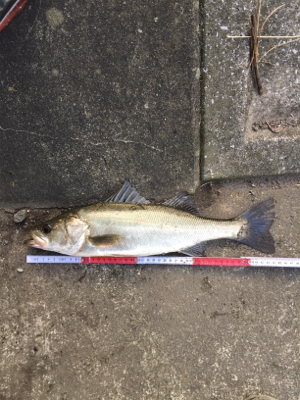 今日は高活性！