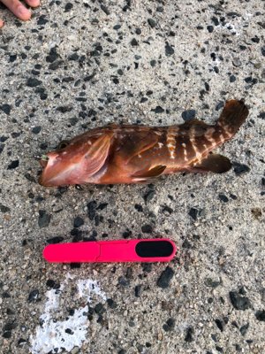 ライトゲーム ロックフィッシュ