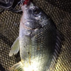 キビレ×シーバス×マチヌ