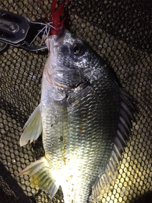 キビレ×シーバス×マチヌ