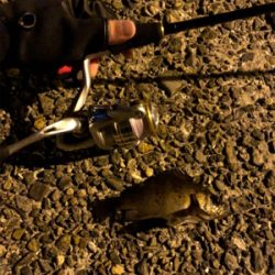 メバル釣れました