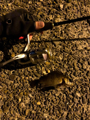 メバル釣れました