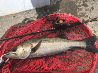 太陽に吠えろ、ザ、デイシーバス