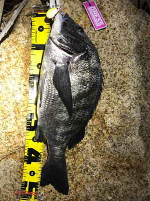 ギリギリ年無し