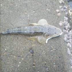 阿南市の辰巳でマゴチ