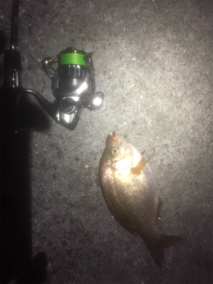 朝までメバリング！