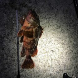 根ざかな狙いで