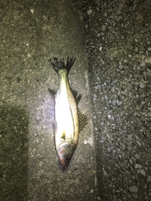 アジングからの