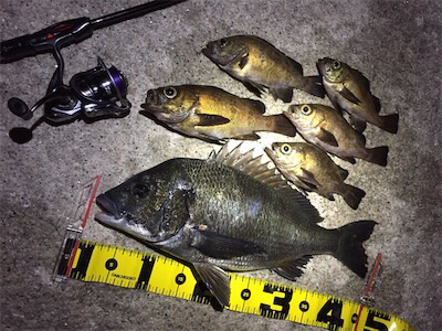 梅雨メバル狙い