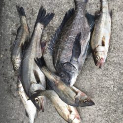 雨が降る前にエビ撒き