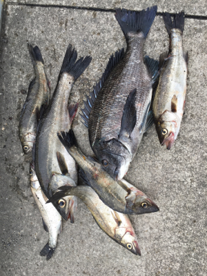 雨が降る前にエビ撒き