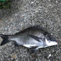 黒鯛釣りは楽しい！