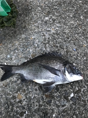 黒鯛釣りは楽しい！